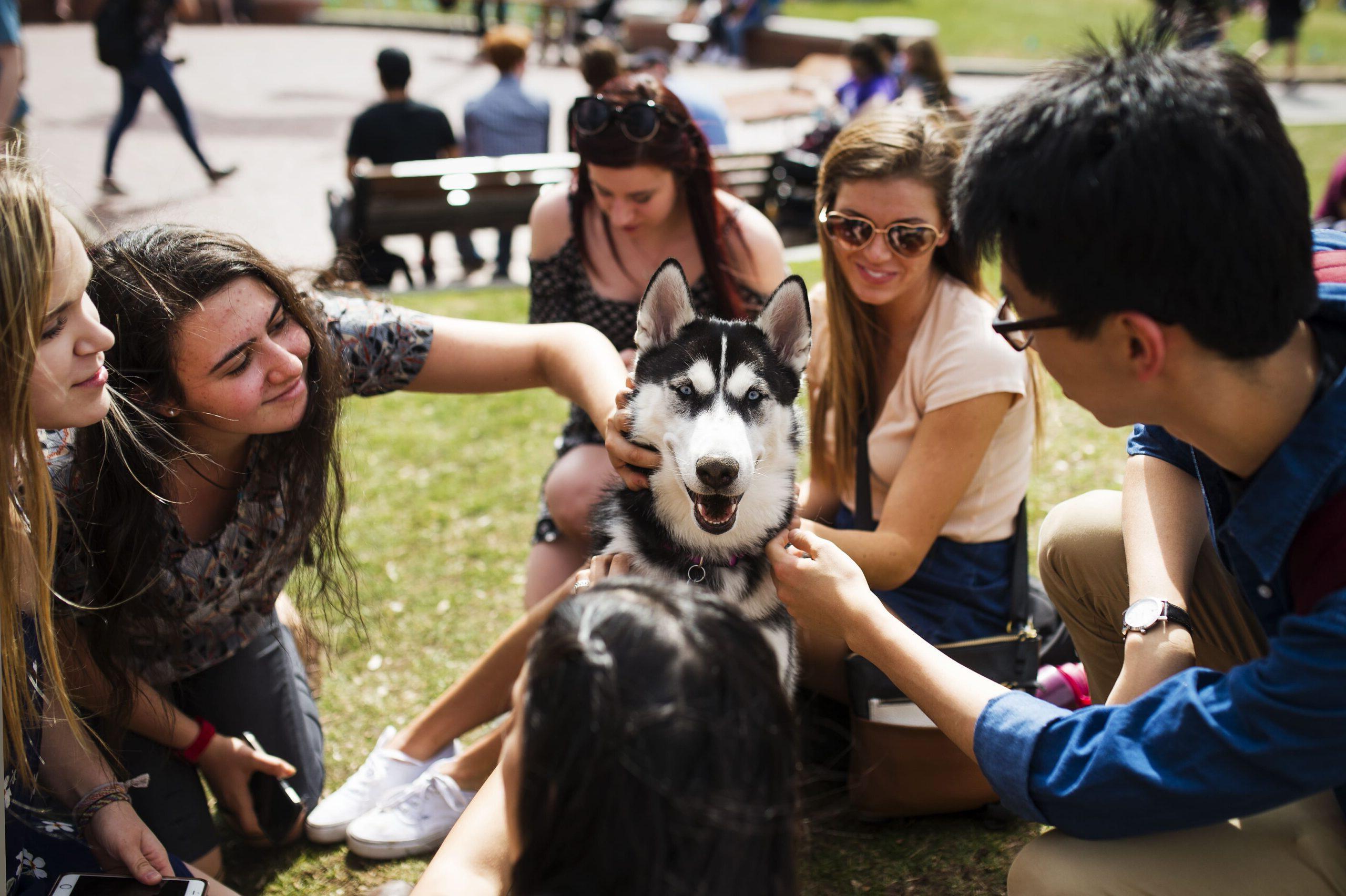 husky pup with students